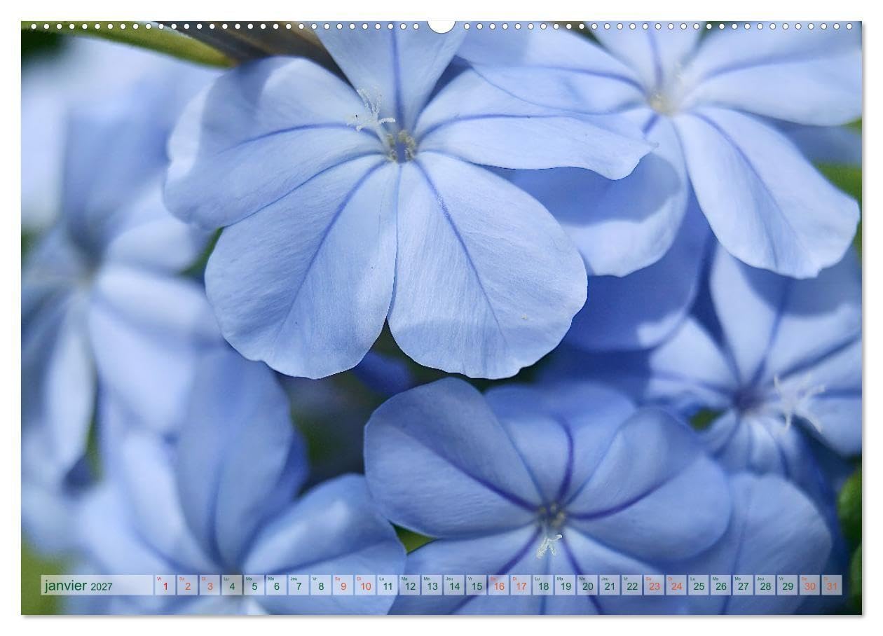 DES FLEURS ENCHANTERESSES (Calendrier mural haut de gamme 2027 DIN A2 vertical), CALVENDO calendrier mensuel: Découvrez la beauté de la nature avec ces gros plans floraux uniques.