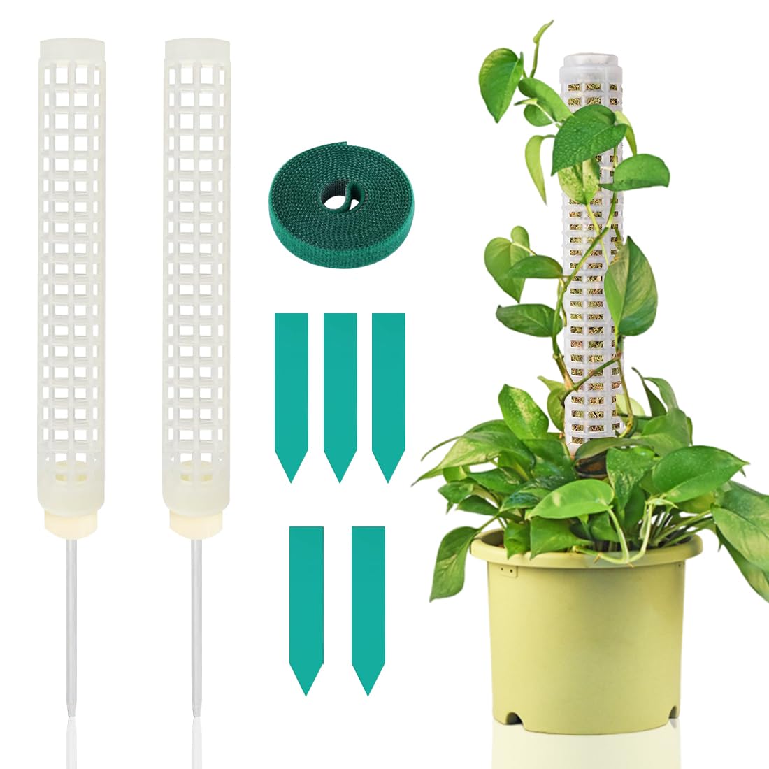 Scarica Illustrazione Di Albero Da Frutto Pagine Da Colorare Online - Creative Fabrica