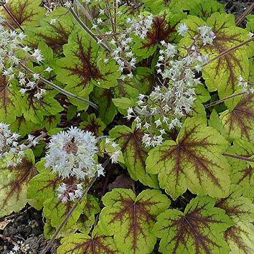 12 unità Heucherella 'Stoplight' - Heucherella Vaso 9x9cm ±1 m² - Foglie Colorate e Fiori Vivi per Aiuole