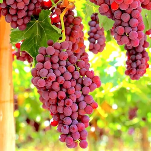 3 Climbing Red Grape Vine Trees Live Plants for Trellis,