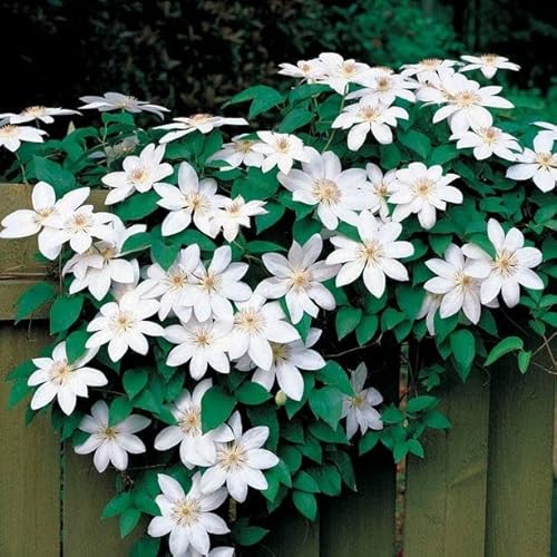 Wayside Gardens Clematis ‘Henryi’ – White Climbing Vine