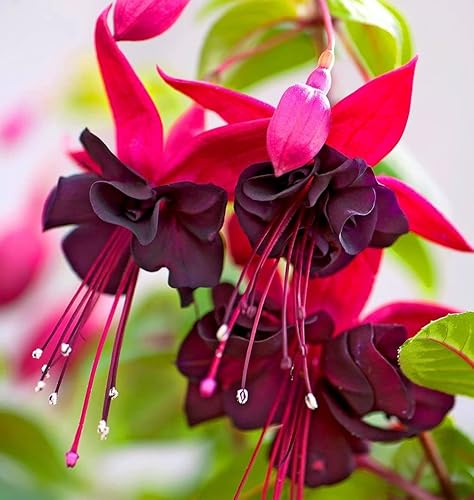 Miniatura 4 de 100 piezas de semillas de flores moradas y rosas fucsias plantas perennes para el hogar