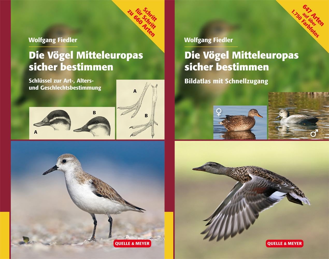 Die Vögel Mitteleuropas sicher bestimmen: Art – Alter - Geschlecht: Schritt für Schritt zur richtigen Arterkennung