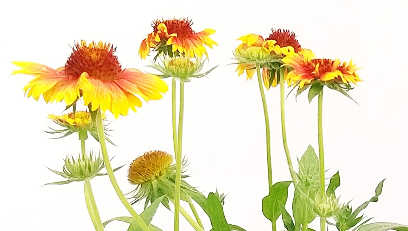 POWERS TO FLOWERS - GAILLARDIA, 2 PIANTE, Vaso 14cm, piante vere