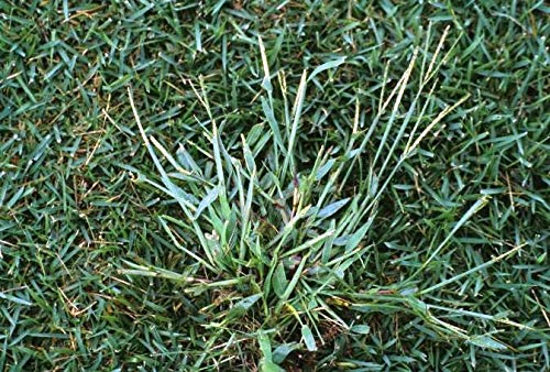Herbicida para gramíneas o hierba de hoja estrecha post emergencia 250cc(para 100 litros de agua) Quizalofop-p-etil 5% Stuka.