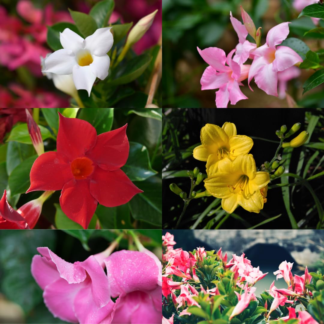 IFLO® Dipladenia Mandevilla rot – blühende Kletterpflanze im Topf für Balkon, Terrasse & Garten, chilenischer Jasmin, 1 Pflanze