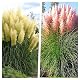 Cortaderia selloana Ziergras Stauden im 1 Liter Topf – 2 Stück