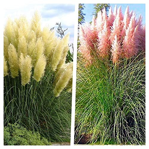 2 x Cortaderia selloana 1 Liter(Ziergras/Gräser/Stauden) Pampasgras