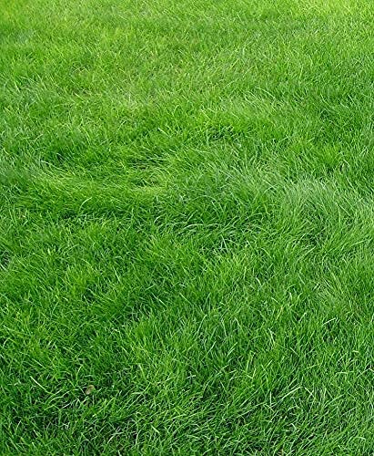 Green Gallery Lawn Grass Seeds for Home and Kitchen Indoor Outdoor Gardening Planting All Season (Pack of 200+ Seeds) (B08DGBJT13) Amazon Price History, Amazon Price Tracker