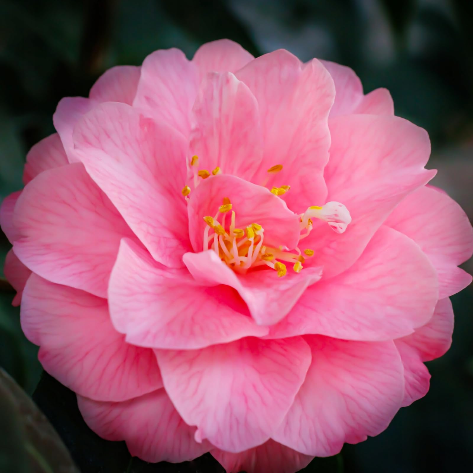 Carbeth Plants 2X Pink Camellia Spring Festival Japonica Plants in 9cm Pots