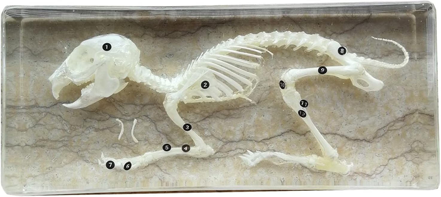 ウサギの骨格標本モデル - 動物の埋め込み標本ウサギの骨標本 - 教育