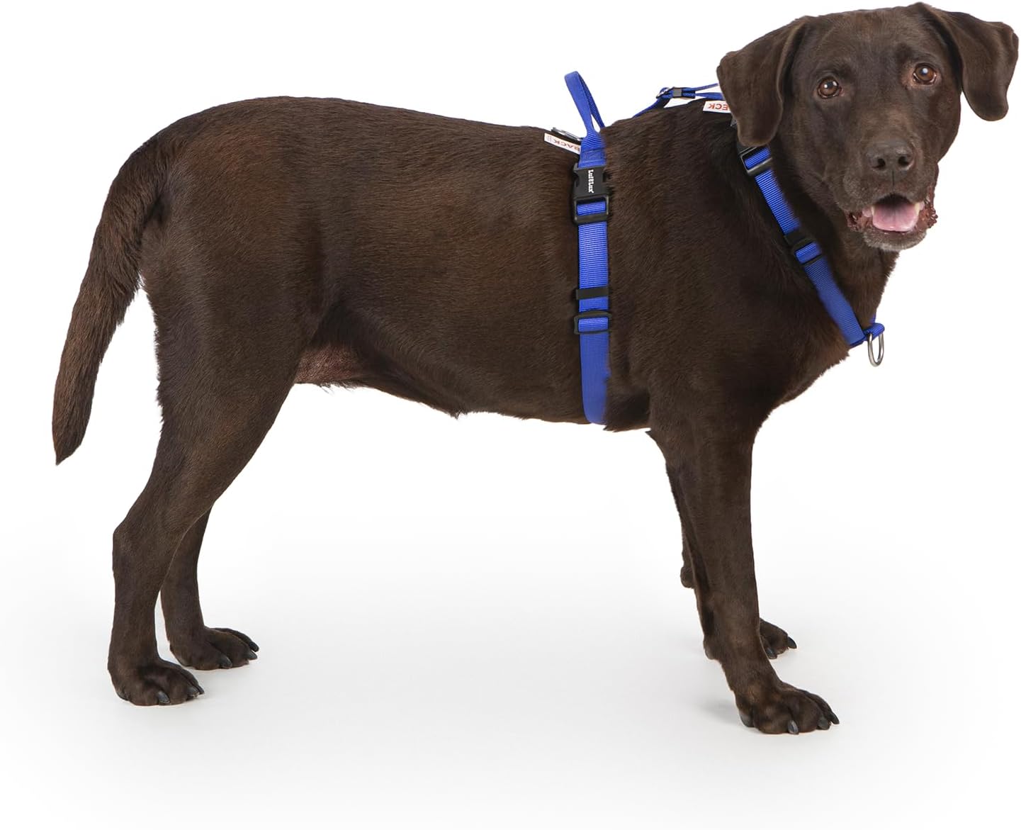 Non Restrictive Dog Harness, Easy Walk Freedom No Pull Harness, Keep Balance, Lightweight, Neck Buckle, 2 Clips for Back and Front Clip, Sewn-in Instructions Labels for Easy Use, Medium, Blue