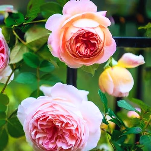 Miniatura 7 de Rose Plant Live, planta viva de rosales, flores fragantes listas para plantar, 5-9 pulgadas de altura, bien enraizadas, sin maceta (rosa amarilla)