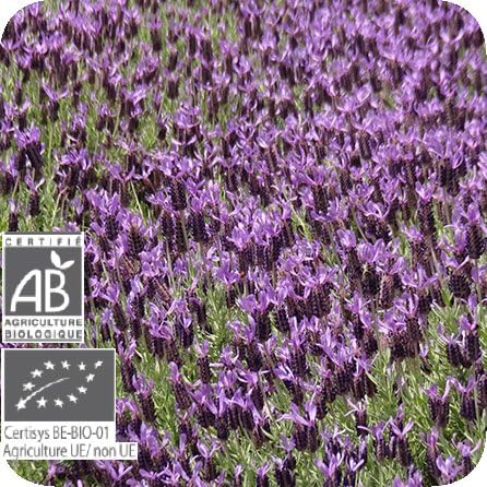 Amazon プラナロム Pranarom 精油 ラベンダー ストエカス 10ml P 102 ラベンダーストエカス プラナロム Pranarom エッセンシャルオイル Amazon プラナロム Pranarom 精油 ラベンダー ストエカス 10ml P 102 ラベンダーストエカス プラナロム Pranarom エッセンシャルオイル