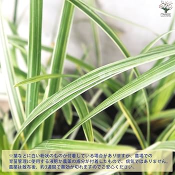 Amazon.co.jp: ITANSE リュウノヒゲ スノードラゴン 9cmポット 2