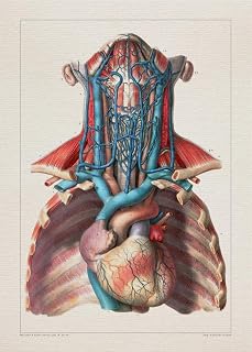 Anatomy CAROTID ARTERY HEART print SRA3 12x18 conqueror laid paper