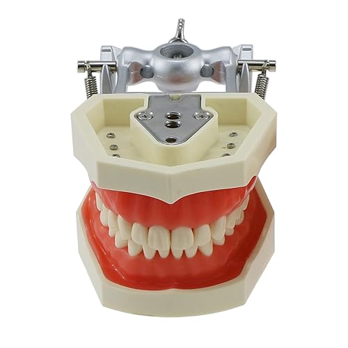 Dental - 28 dientes de práctica extraíbles modelo M8011 de relleno Typodont suave Gingivae Fit Kilgore Nissin 500 tipos de entrenamiento de estudio