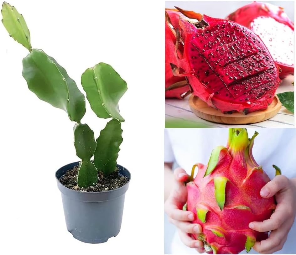 Green view" Red Dragon Live Plant (Pack of 1) Hybrid Original Variety with cocopeat rap