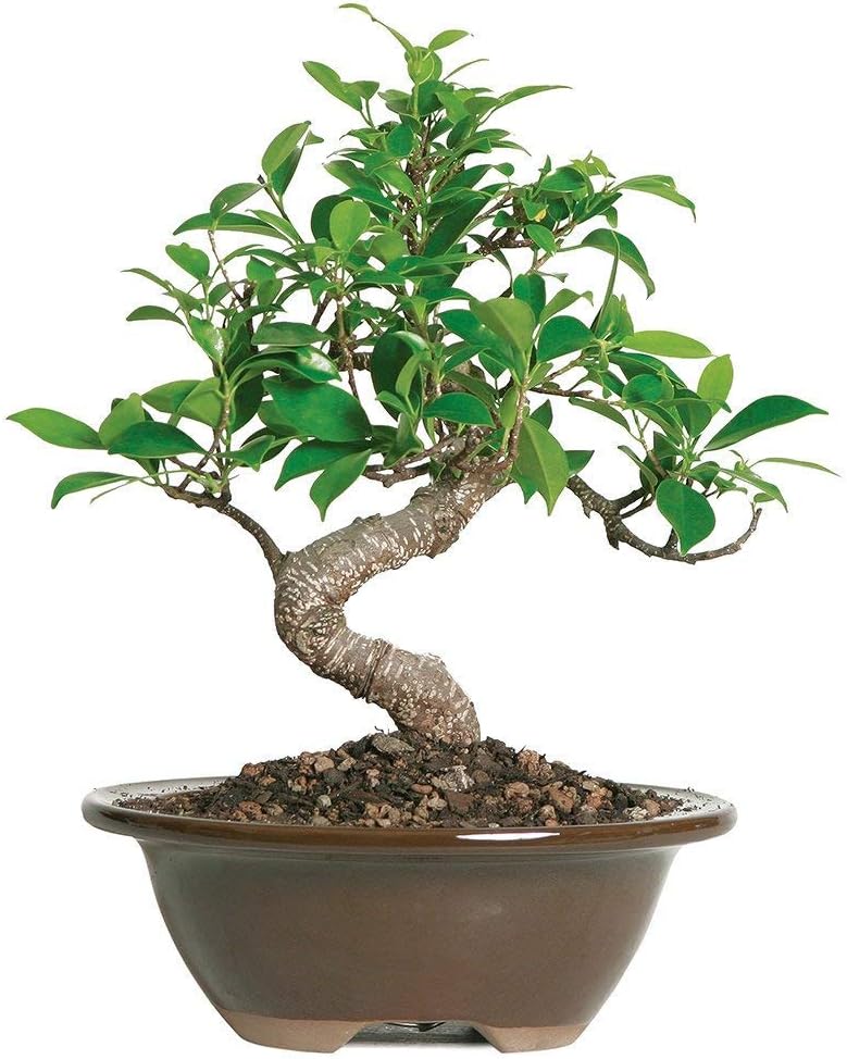 bonsai tree 12 inch white fukien tea in clay pot live miniature free shipping outdoor gardening home living kromasol com