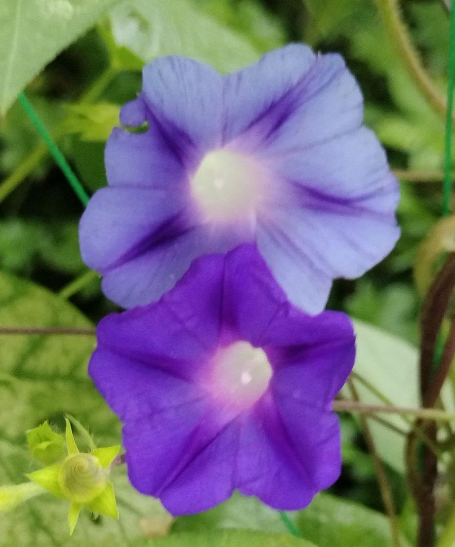 星朝顔の種50粒 星朝顔の種50粒 Amazon.co.jp: 朝顔の種 ミックス 50粒 : DIY・工具