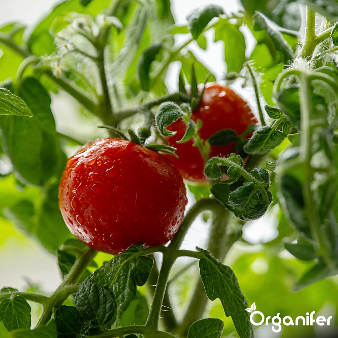 Płynny Nawóz Do Pomidorów 2L – Organiczny, Silne Korzenie I Zdrowe Liście – Organifer