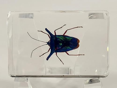 Miniatura 165 de Escarabajo de algodoncillo azul cobalto real de 1.732 in en espécimen de resina de lucita cristalina, insectos, insectos preservados, colección