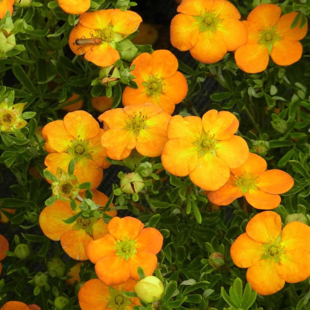 Potentilla fruticosa 'Bella Sol' Large Orange and Golden Flowers Long-Lasting Summer Blooms Hardy Shrub 1X 3 Litre Pot by Thompson and Morgan