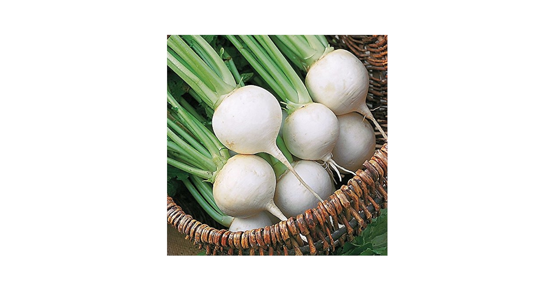 Amazon.com : Japanese Turnip Seeds (Shogoin) OPEN POLLINATED