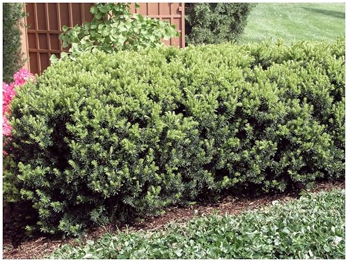 1 x Taxus media 'Hicksii' (Gehölz/Winterhart/Mehrjährig/Heckenpflanze/Immergrün) Becher-Eibe - Immergrüner Charme mit klassischer Eleganz - Pflegeleicht - von Stauden Gänge