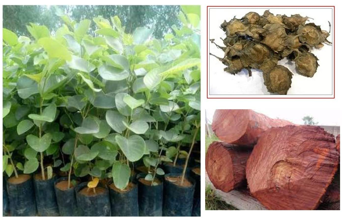 SRI SAI FORESTRY Red Sandalwood Seeds (Lal Chandan, Rakta Chandana) for Outdoor Planting (500G) - Image 2 thumbnail