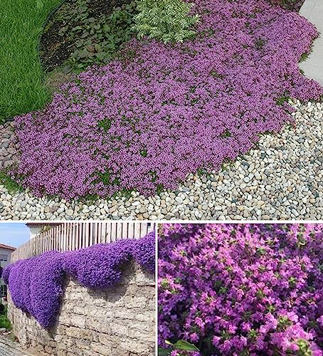 Purple Creeping Thyme Seeds | 900+ Seeds | Ground Cover | Indoor & Outdoor