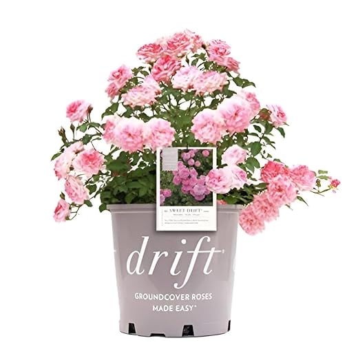 Sweet Drift Roses Plant in Container