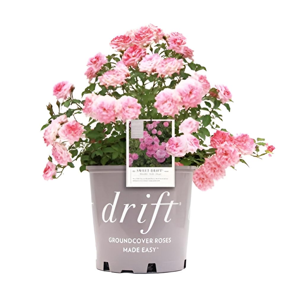 Sweet Drift #2 Gallon Rose