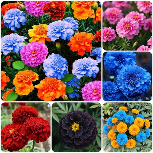 900+ Annual French Marigold Garden Flower Mix Flower Seeds for Planting Garden Decoration