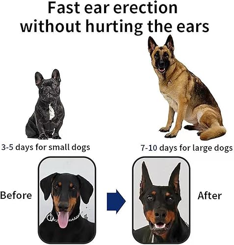 Miniatura 5 de THOUDONER Soporte para orejas de perro, herramienta de soporte vertical de corrección fija de oreja de perro para Doberman. (1.38 x 2.76 pulgadas)