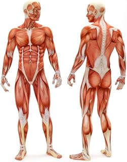 Laminated Human Male Musculoskeletal System Muscles Anatomy Educational Chart Poster Dry Erase Sign 24x36