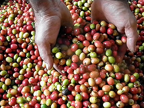 Miniatura 3 de Cafe La Finca Café molido arábica 100% café de Puerto Rico 12 onzas