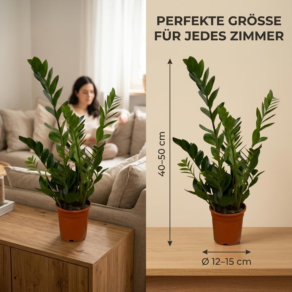 Glücksfeder + 3x Zinktopf | 3er-Set | Zamioculcas zamiifolia | ca. 40-50 cm | ø 12-15 cm Topf | Pflegeleichte Zimmerpflanzen für Wohnung und Büro | Qualität vom Pflanzen Profi