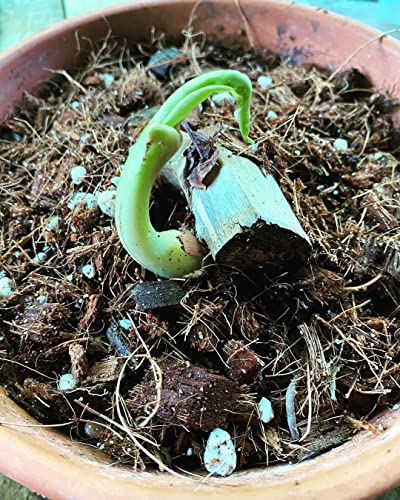 Noot Rooting Rescue Mix - 1 Litro - Mezcla para Enraizamiento miniatura 6