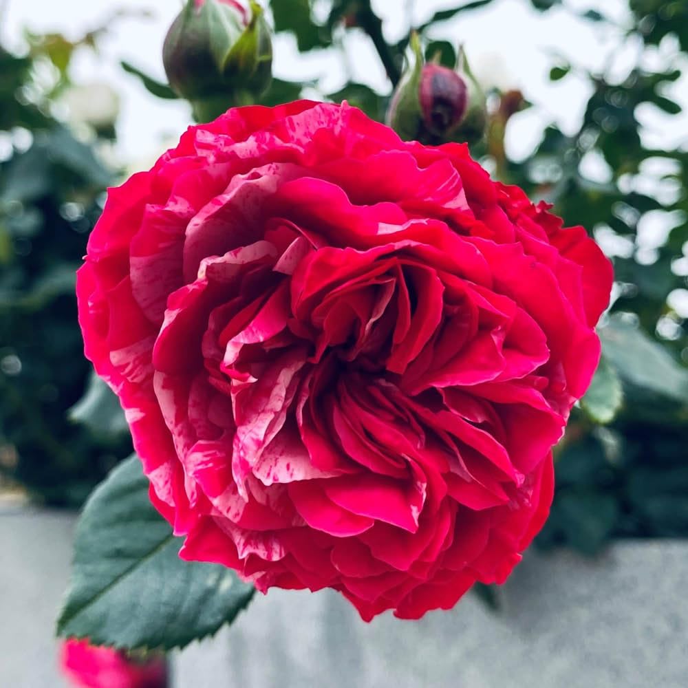 YouGarden Rose 'Duke of Edinburgh' in 4 Litre Pot