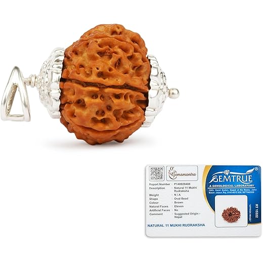11 Mukhi Rudraksha Bead with Silver Pendant Medium Size