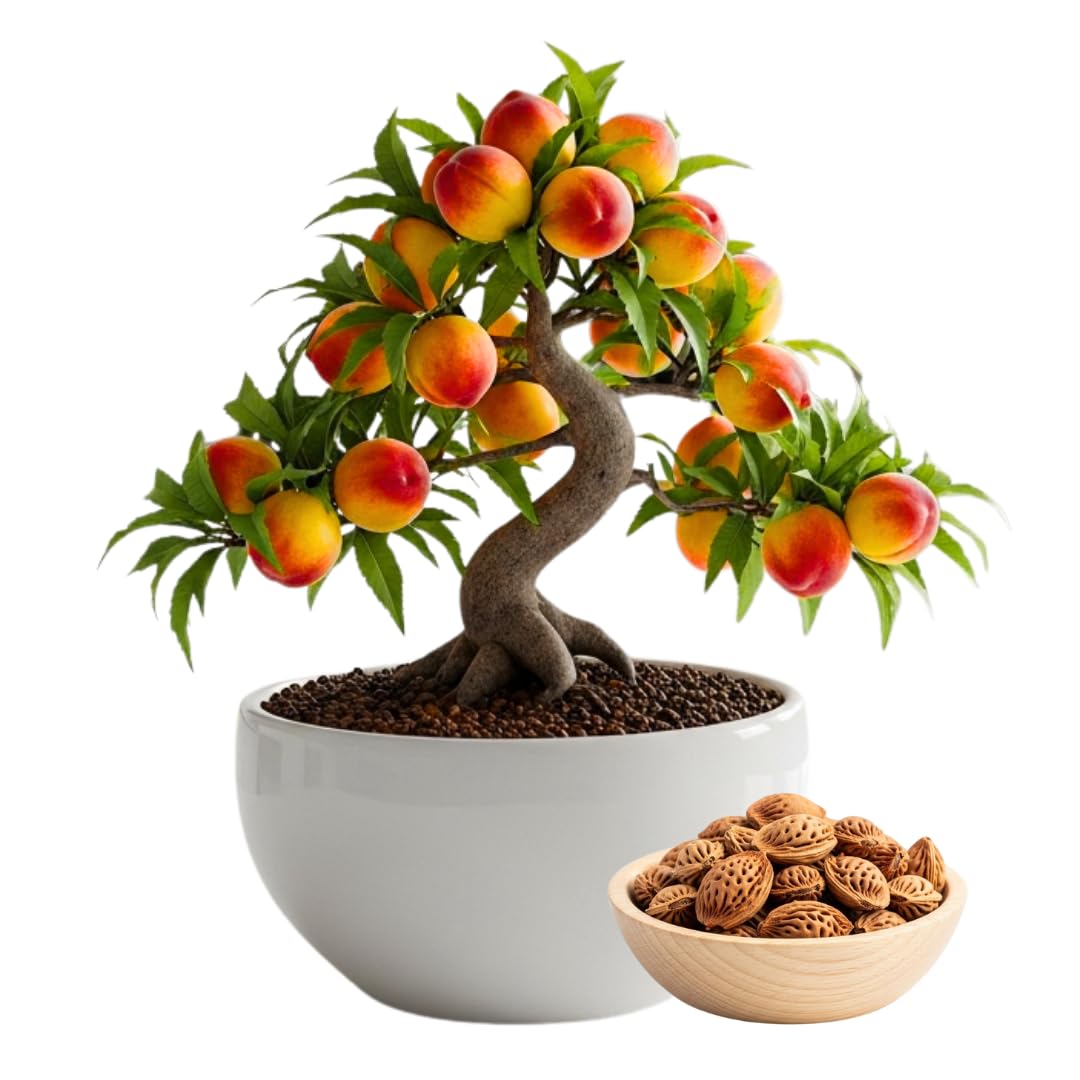Bonsai Peach Tree Seeds – 2 Large Seeds for Miniature Fruit-Bearing Trees – Easy to Grow, Hardy, Produces Sweet Peaches - Great for Beginner Bonsai - Ideal for Home Garden
