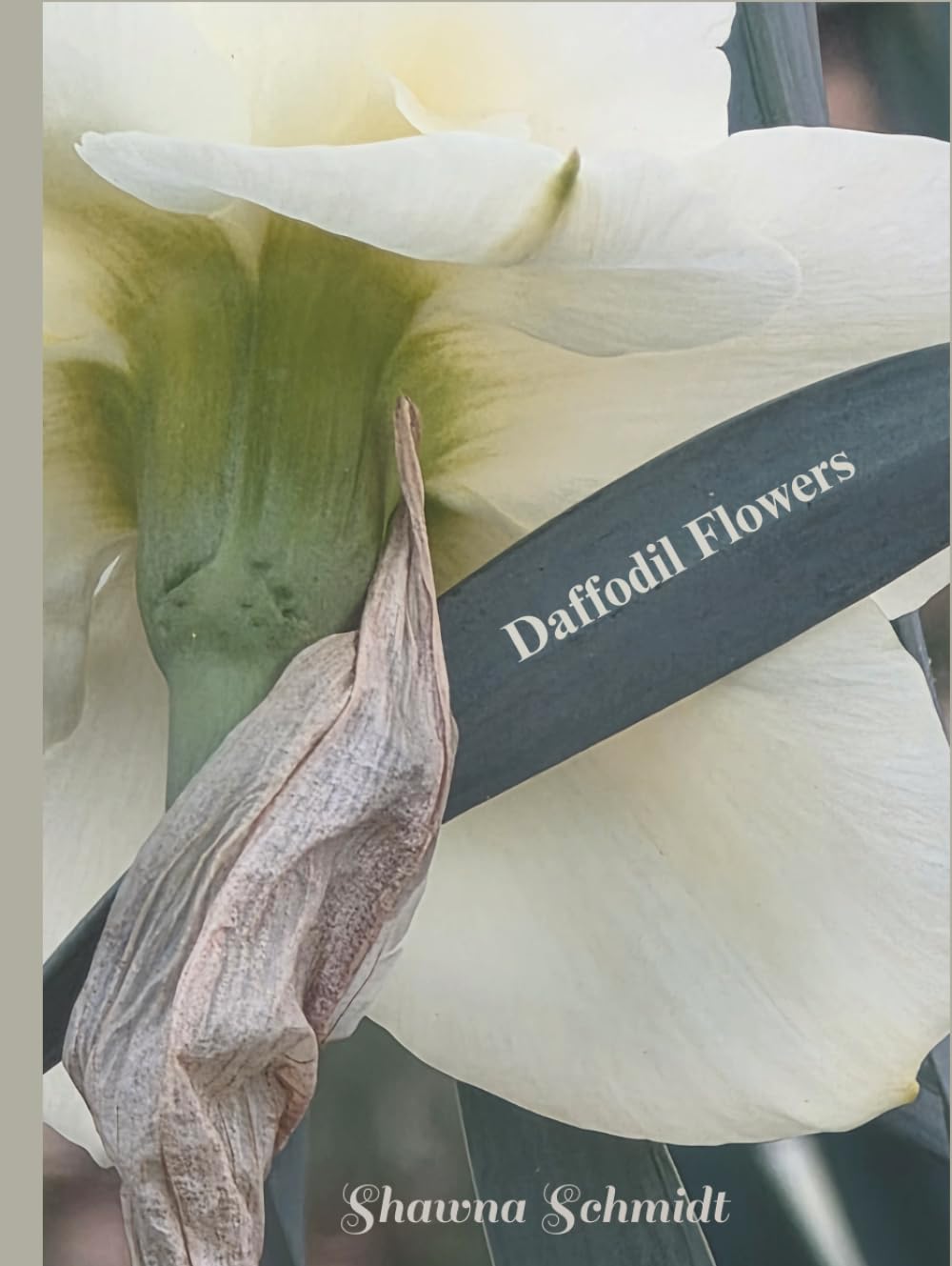 Daffodil Flowers: Coffee Table Book
