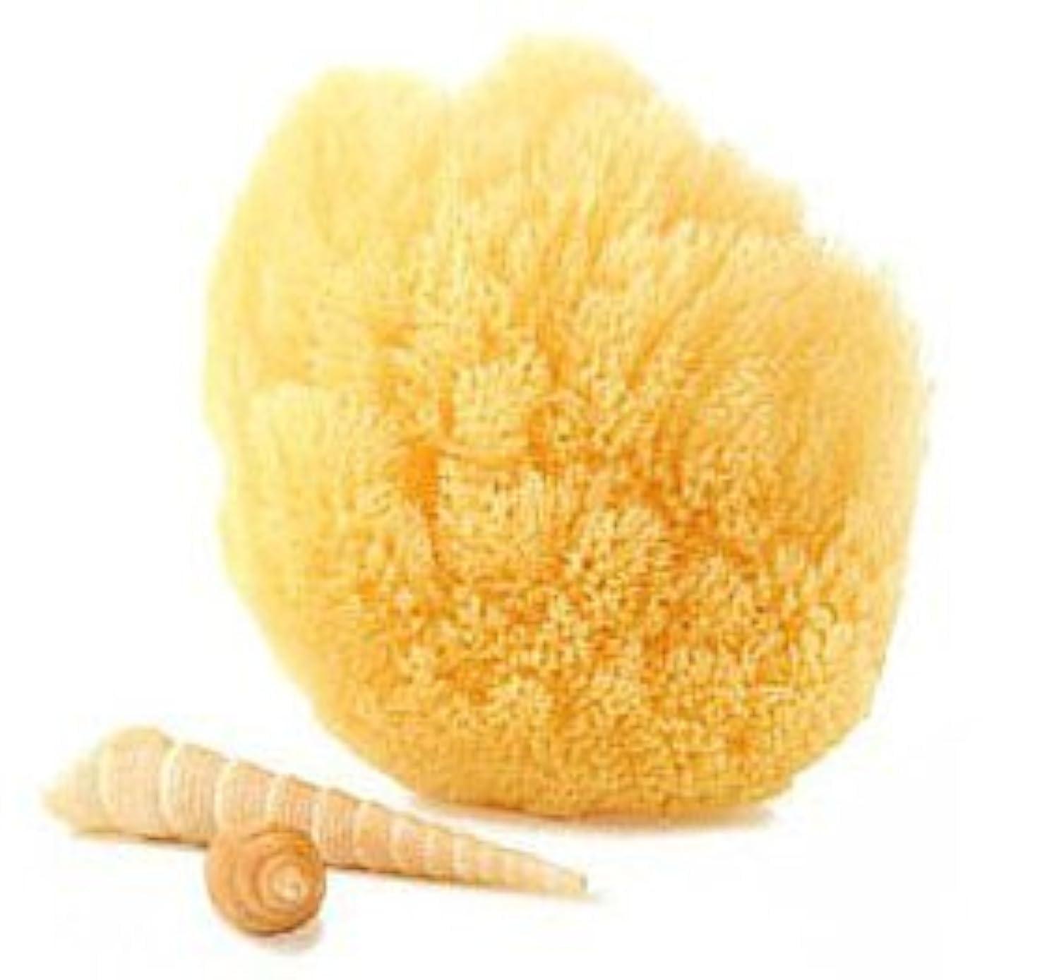Natural Grass Sea Sponge - 6-7 Inch
