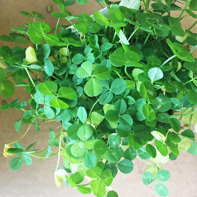 3 plantas de trébol Oxalis, plantas vivas de hojas enormes para plantar