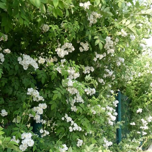 semillas de rosal trepador - arbustos resistentes, resistentes al aire libre Rosales trepadores - rosas trepadoras - Arbustos, para 150pcs