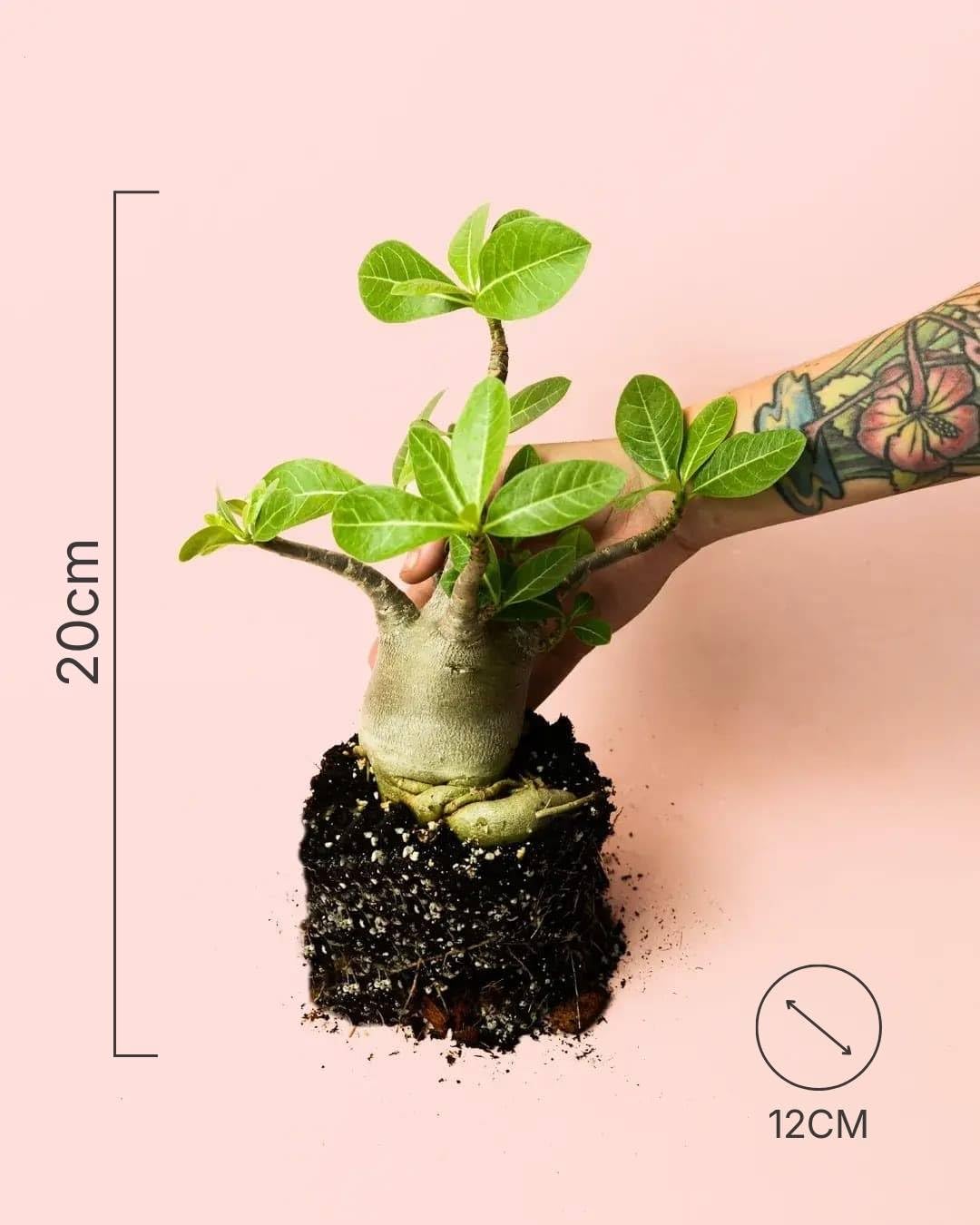 PUR PLANT | Baobab Adenium ansu | Plantas naturales interior con elegancia escultórica | Plantas naturales exterior resistentes | Maceta de Ø12 cm