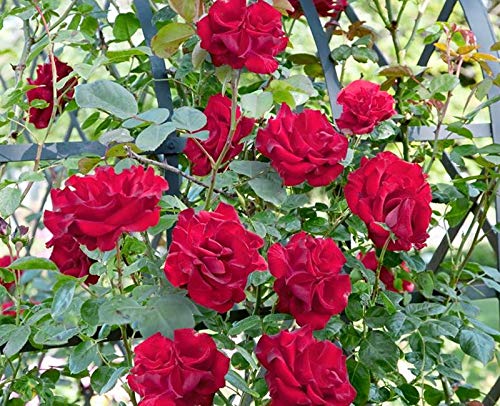 'Santana' -R-, Kletterrose im 4 L Container Cover