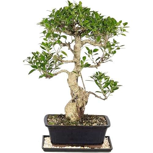 Brussel's Bonsai - Live Golden Gate Ficus Bonsai Tree with Ceramic Bonsai Pot & Humidity Tray, Indoor Bonsai Plant, 4 Years Old, 5-8 Inches Tall, Easy Care Houseplant for Home or Office (Small, Green)