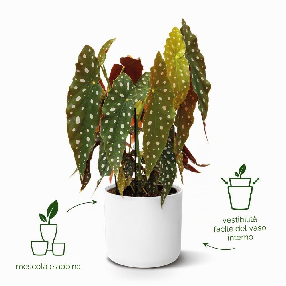 Elho B.For Soft Round 30cm Vasi per Piante - Anthracite | ∅ 29.5 x A 27.6 cm | Adatto per uso interno | Plastica riciclata al 100%